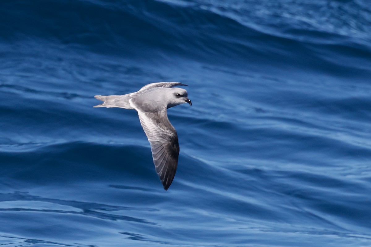 Fork-tailed Storm-Petrel - ML643158217