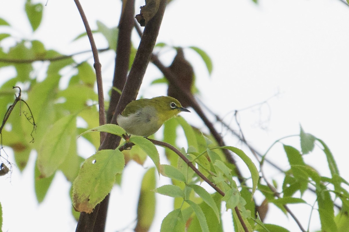 Swinhoe's White-eye - ML643158225