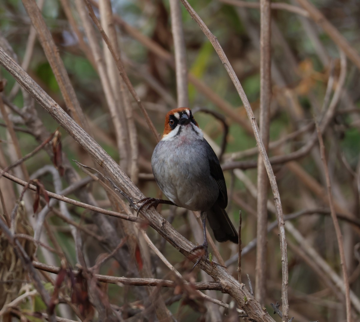 Apurimac Brushfinch - ML643158227