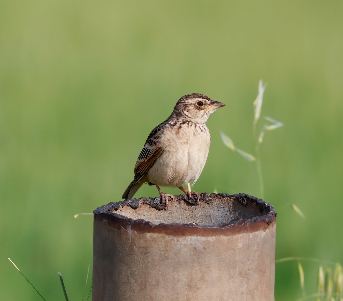 Singing Bushlark - ML643158230