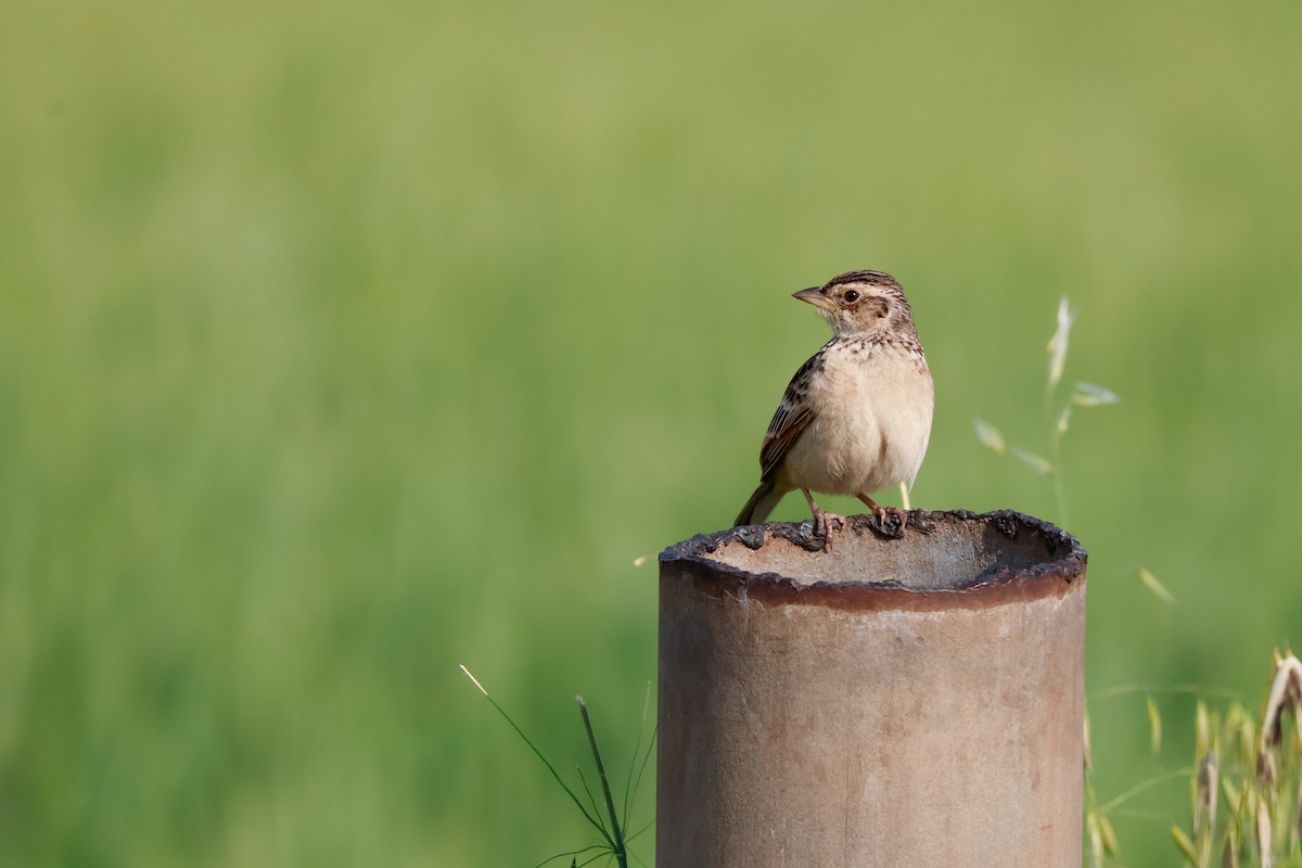 Singing Bushlark - ML643158231