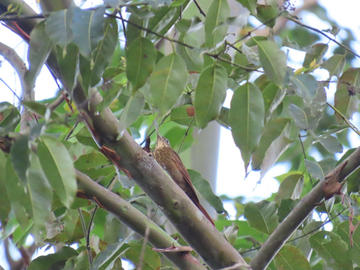 Cocoa Woodcreeper - ML643158235
