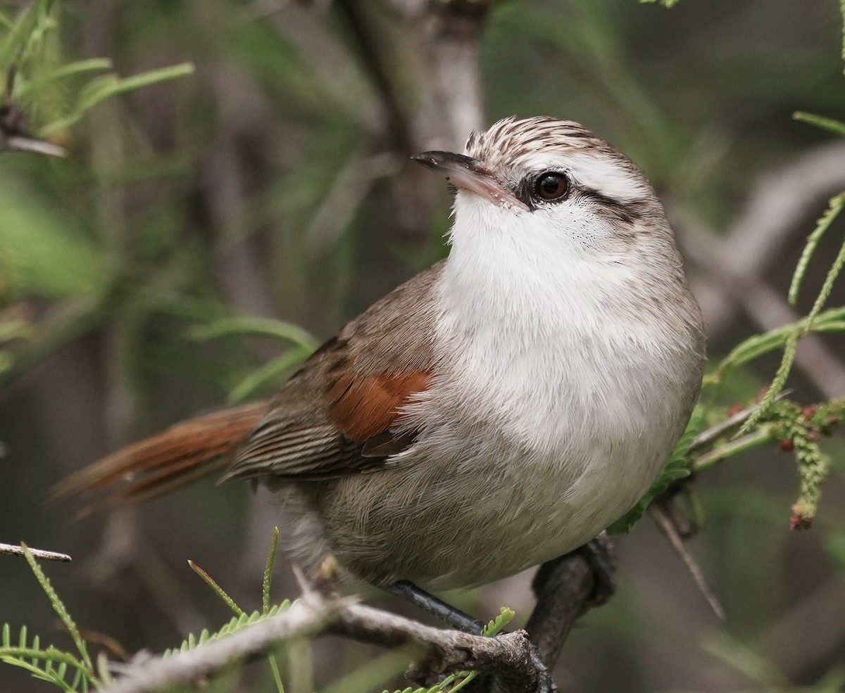 Stripe-crowned Spinetail - ML643158259