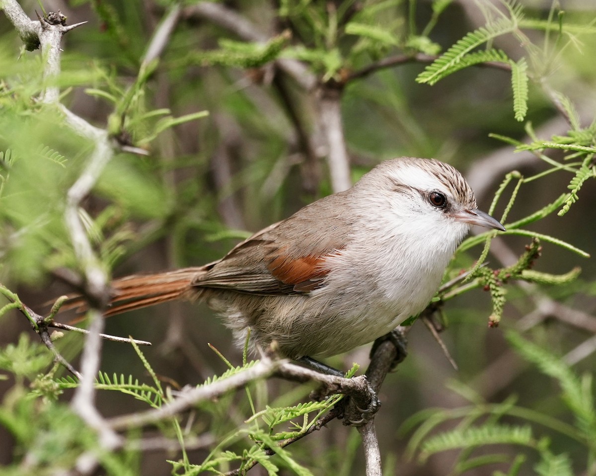 Stripe-crowned Spinetail - ML643158260