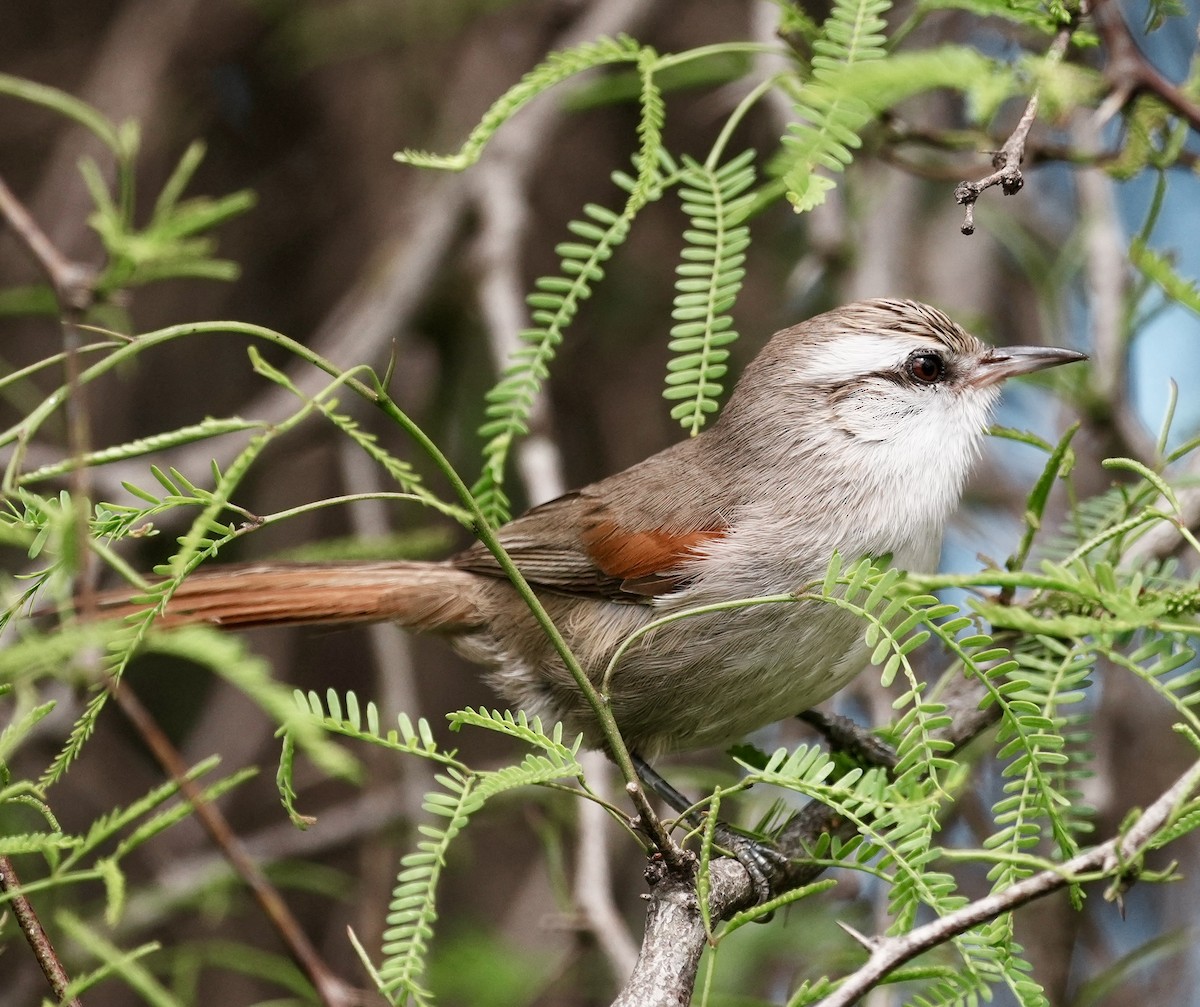 Stripe-crowned Spinetail - ML643158261