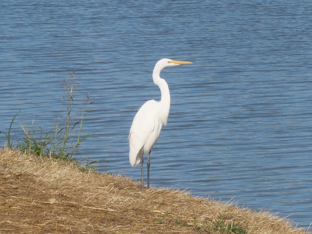 Grande Aigrette - ML643158284