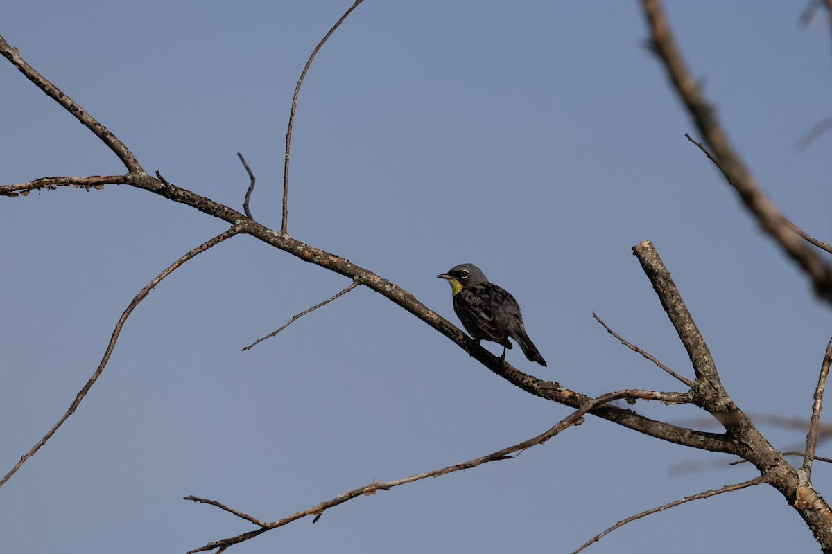Kirtland's Warbler - ML643158299