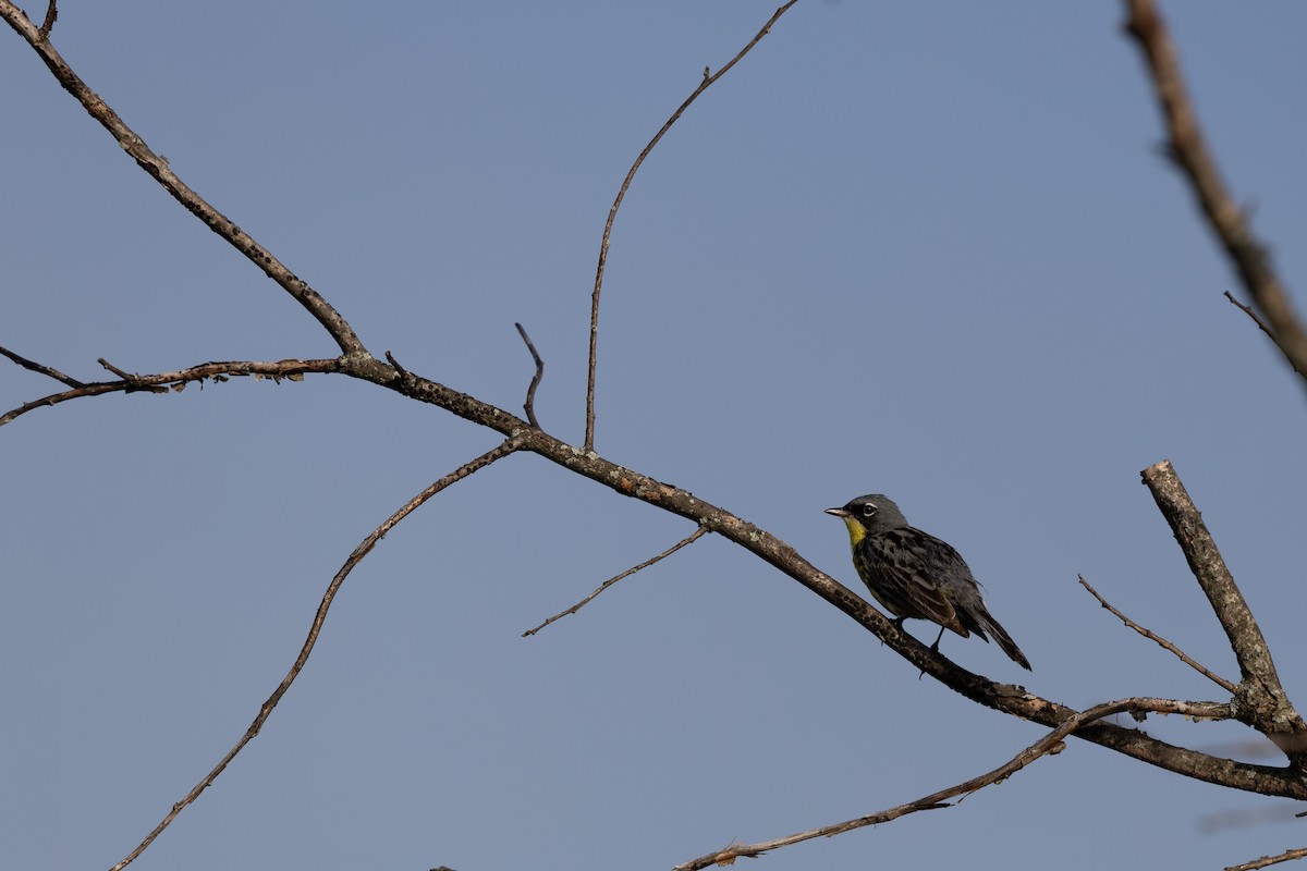 Kirtland's Warbler - ML643158300