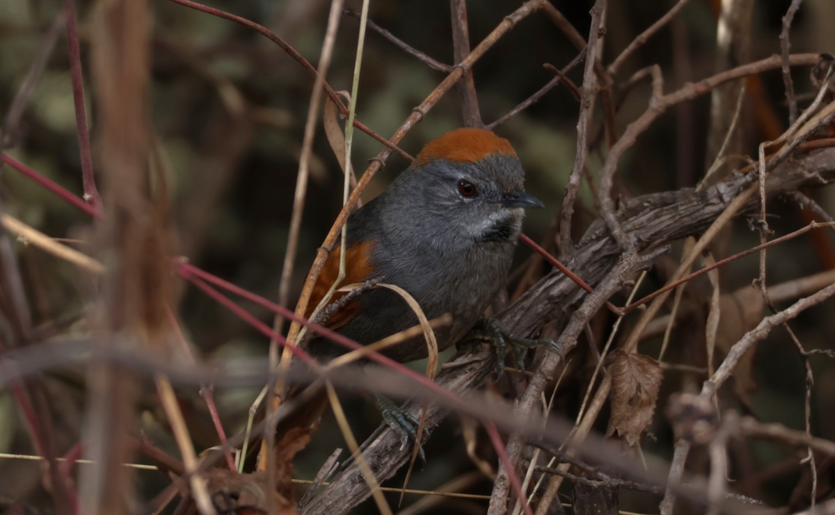 Apurimac Spinetail - ML643158301