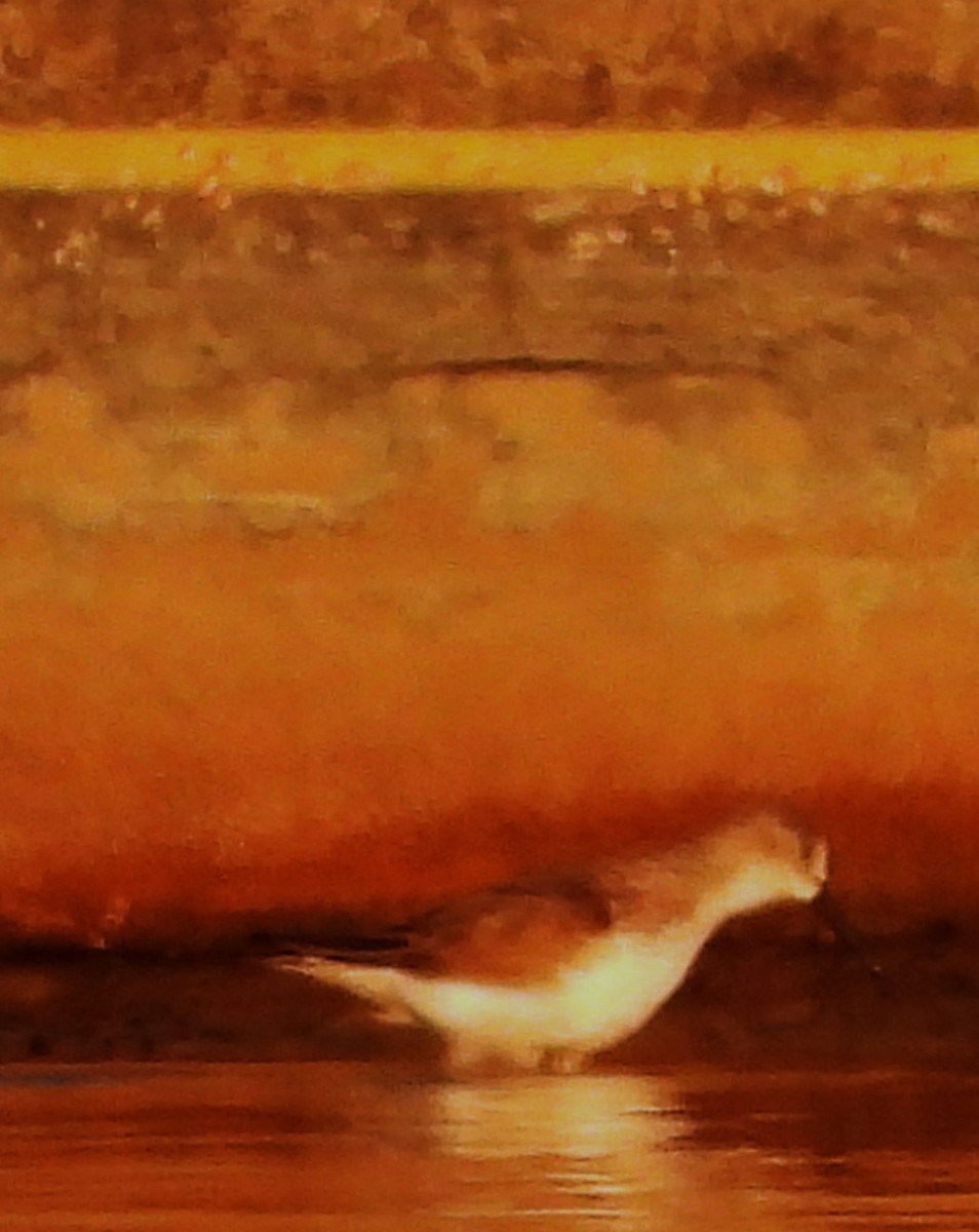 Western Sandpiper - ML643158304
