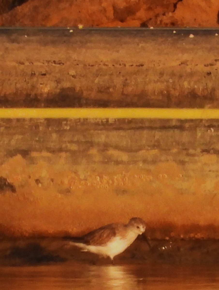 Western Sandpiper - ML643158305