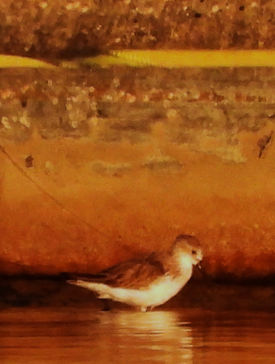 Western Sandpiper - ML643158308