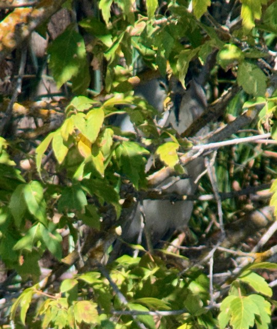 Black-crowned Night Heron - ML643158311