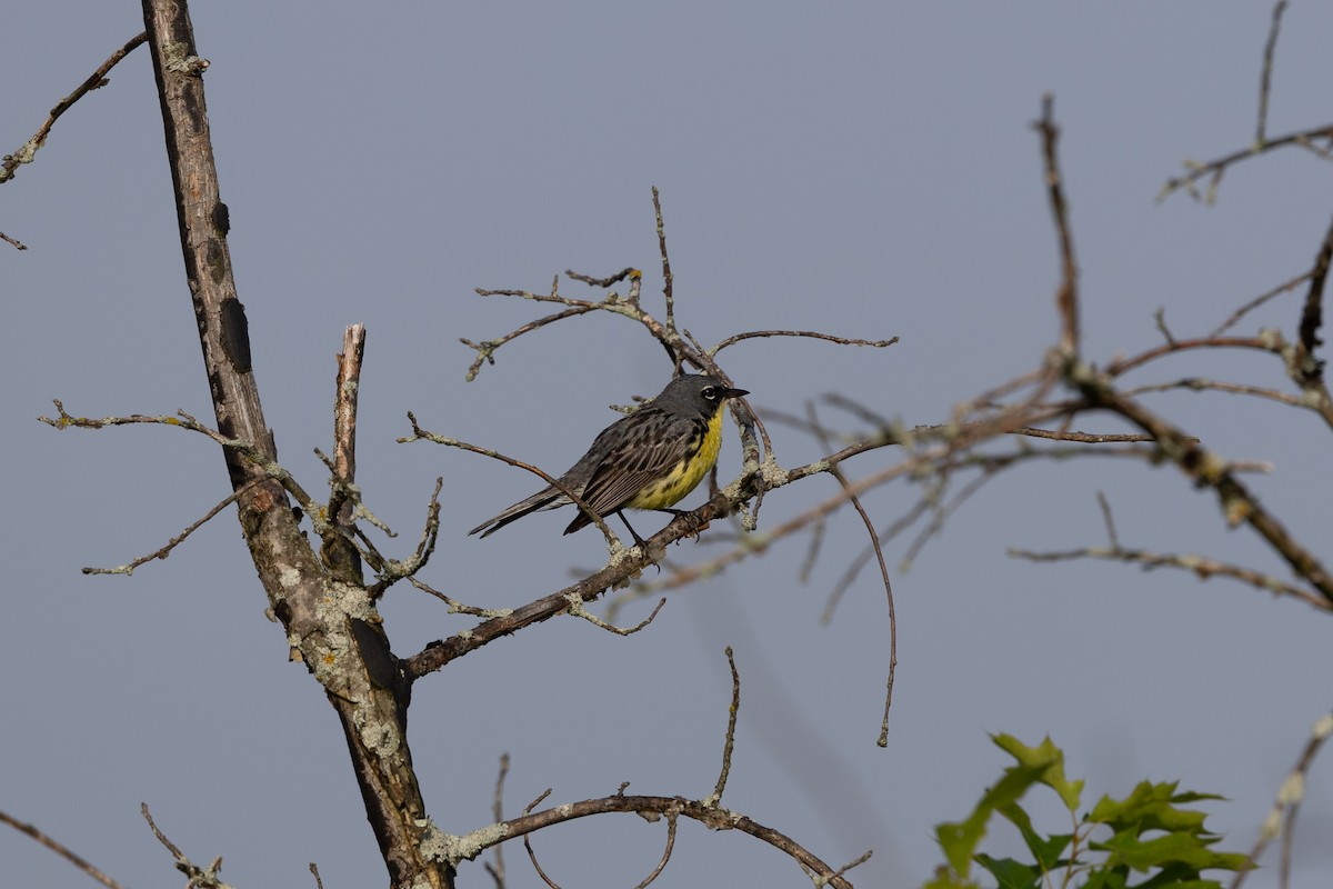 Kirtland's Warbler - ML643158319