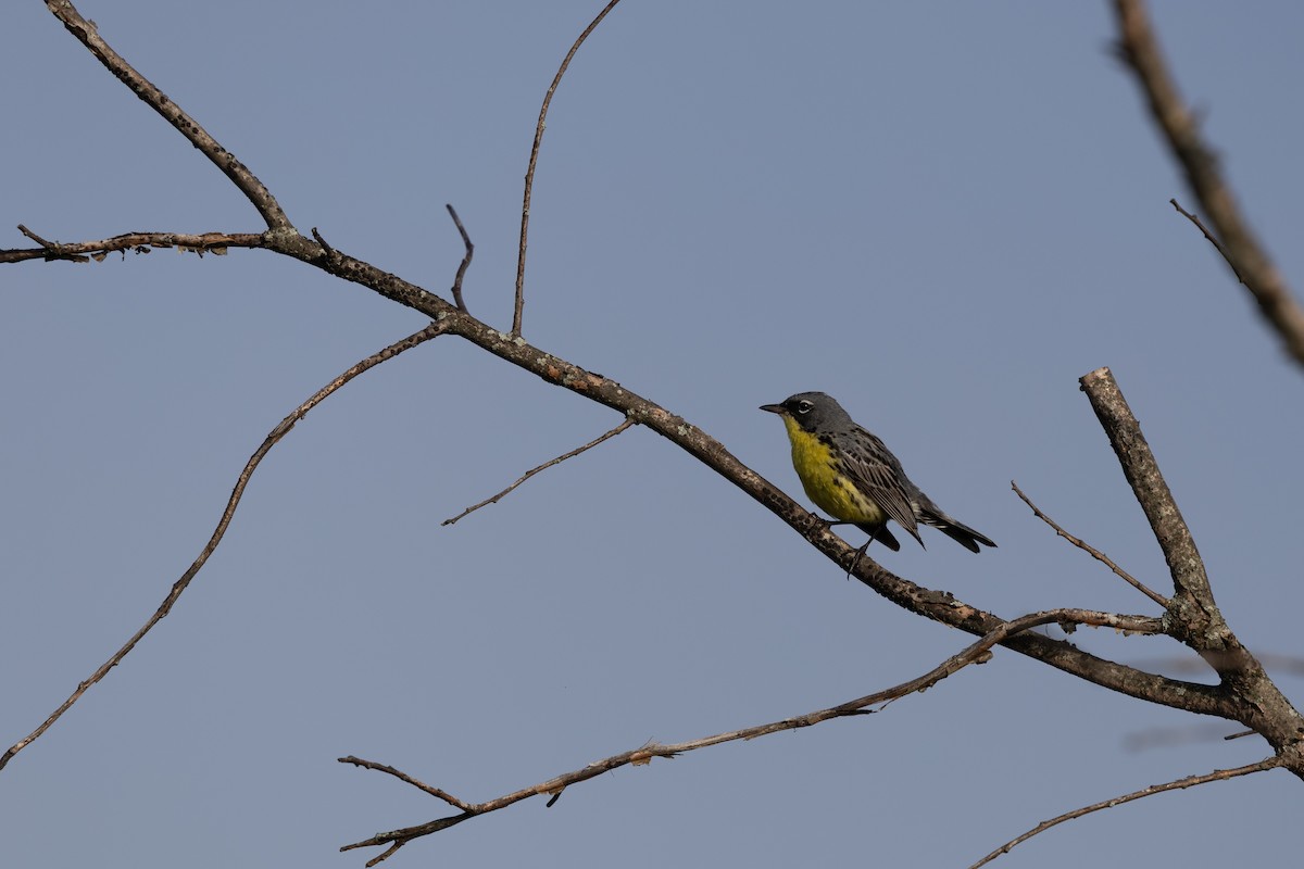 Kirtland's Warbler - ML643158320