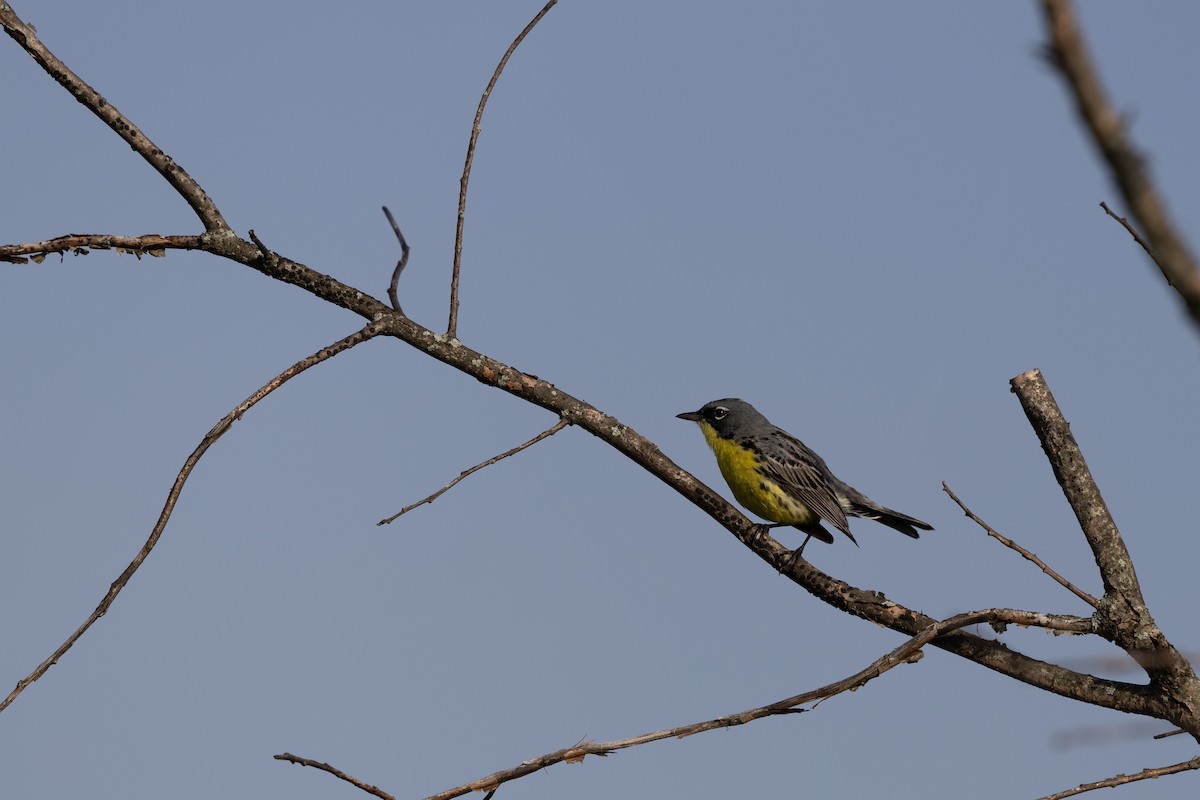Kirtland's Warbler - ML643158321