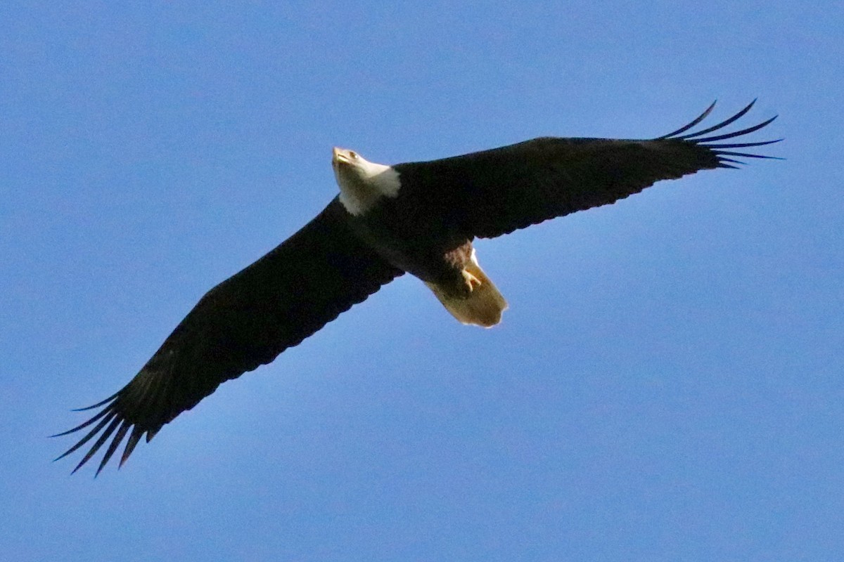 Bald Eagle - ML643158355