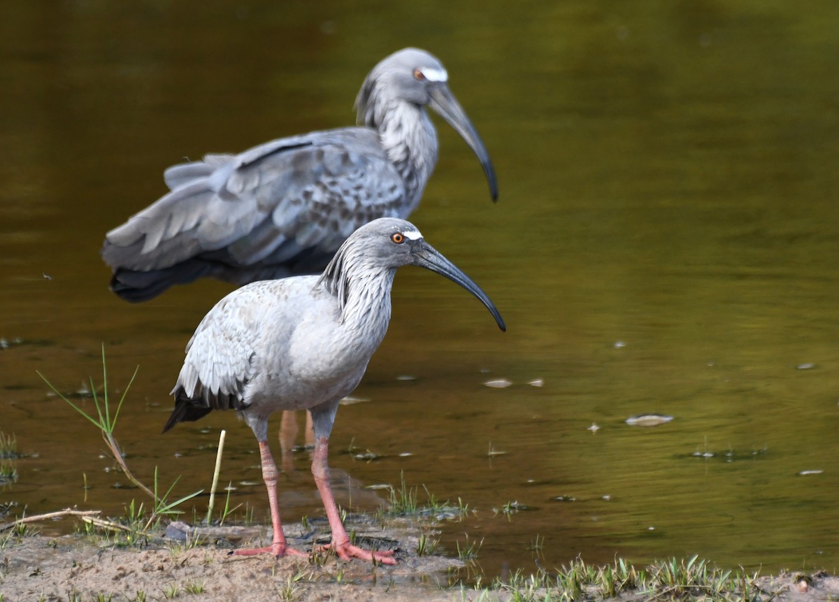 Plumbeous Ibis - ML643158360