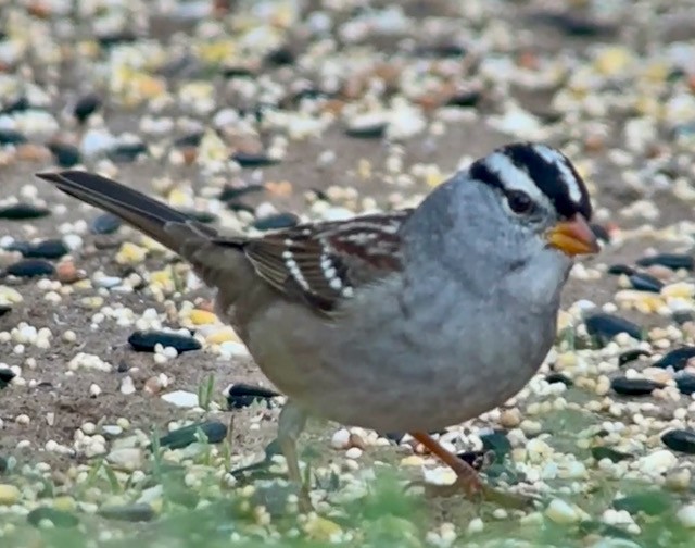 White-crowned Sparrow (Gambel's) - ML643158376