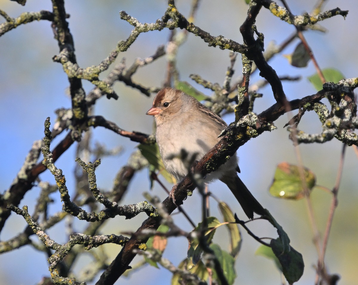 White-crowned Sparrow - ML643158379