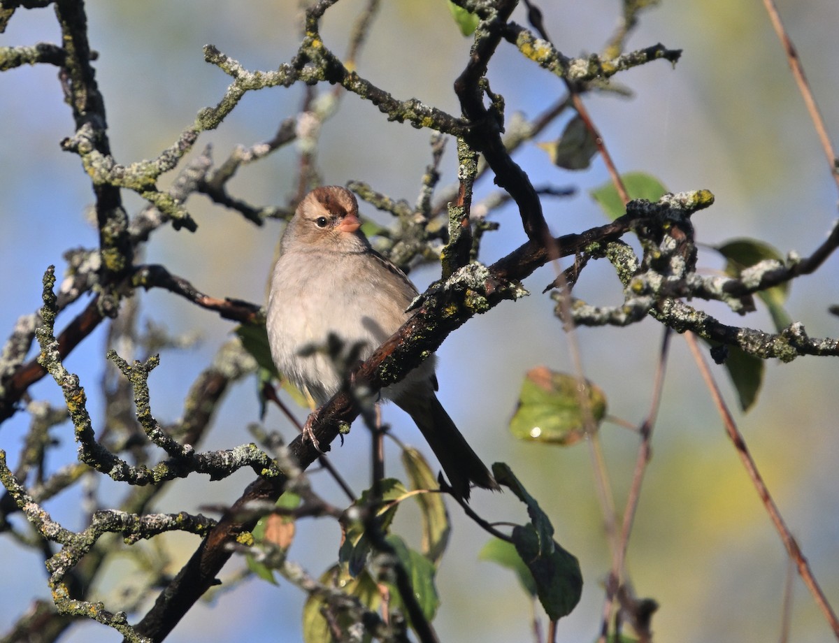 White-crowned Sparrow - ML643158381