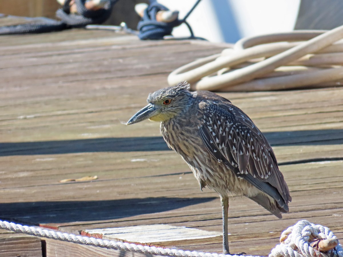 Yellow-crowned Night Heron - ML643158389