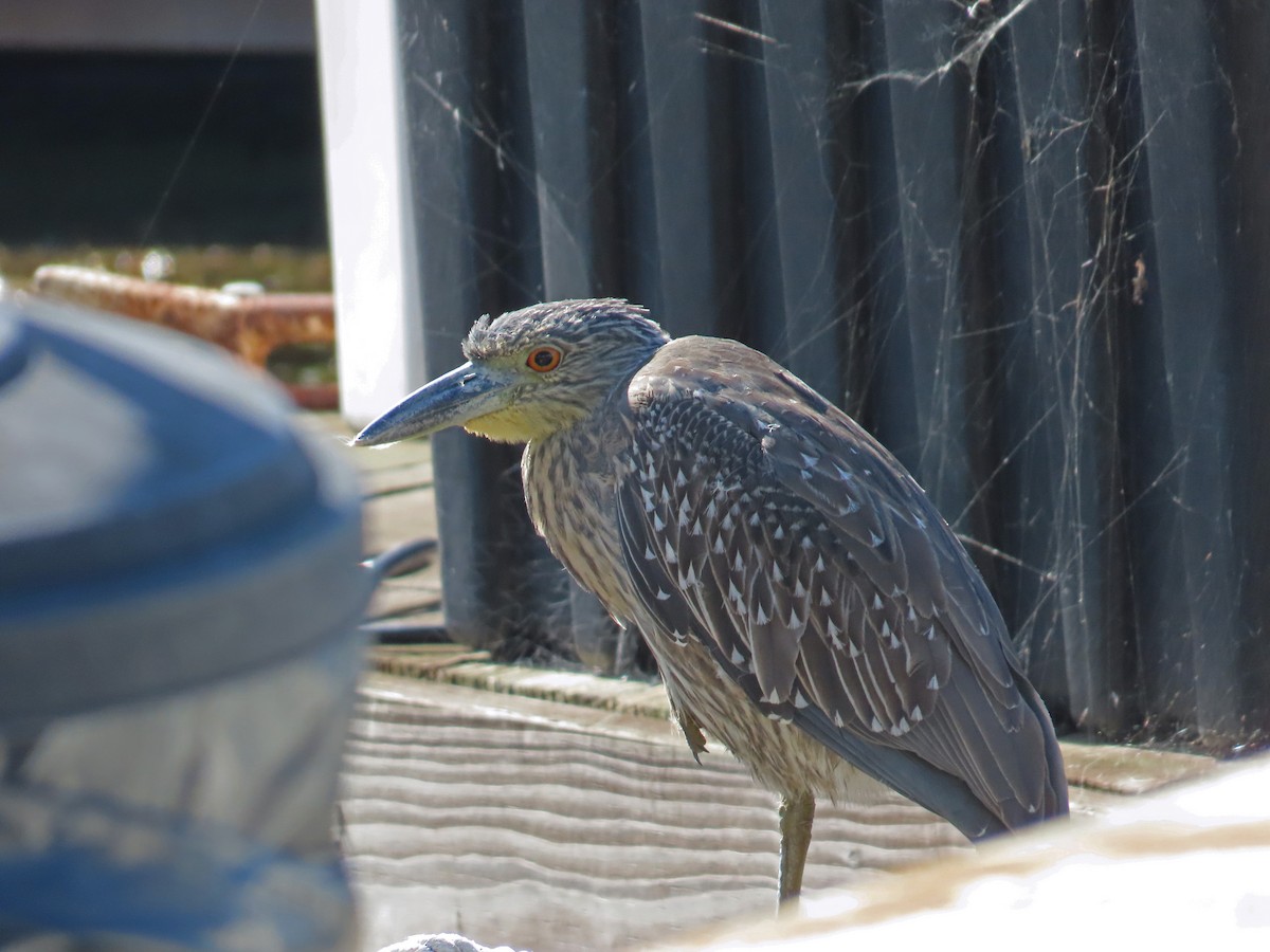 Yellow-crowned Night Heron - ML643158390