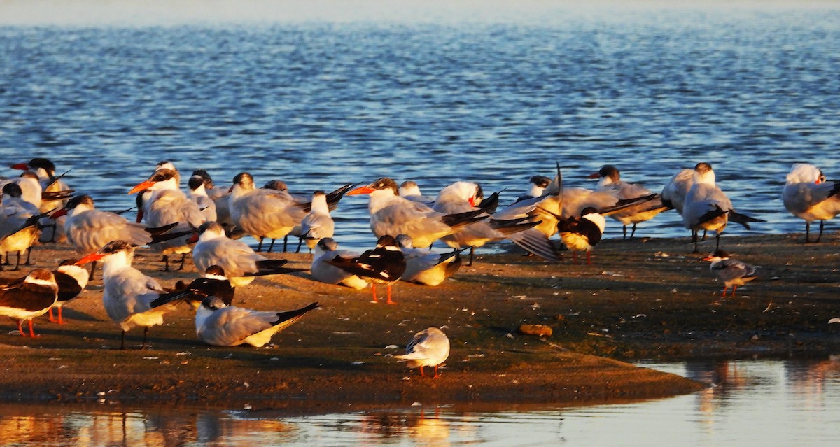 Black Skimmer - ML643158413