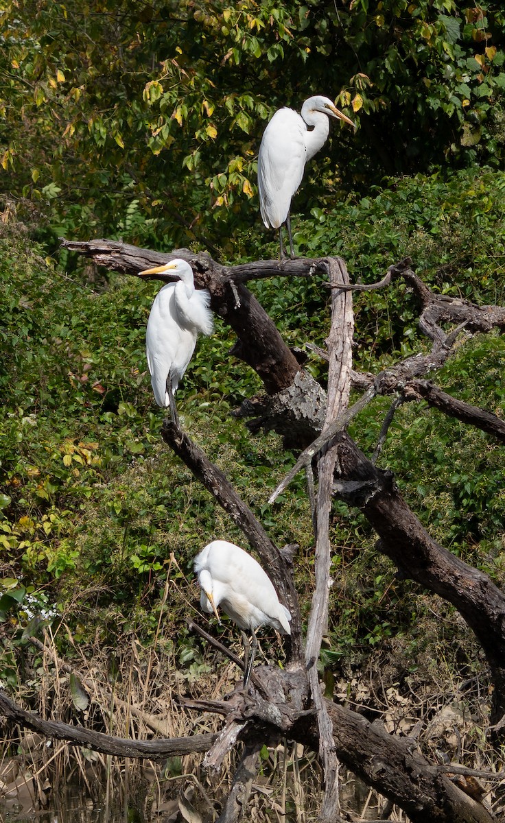 Great Egret - ML643158416