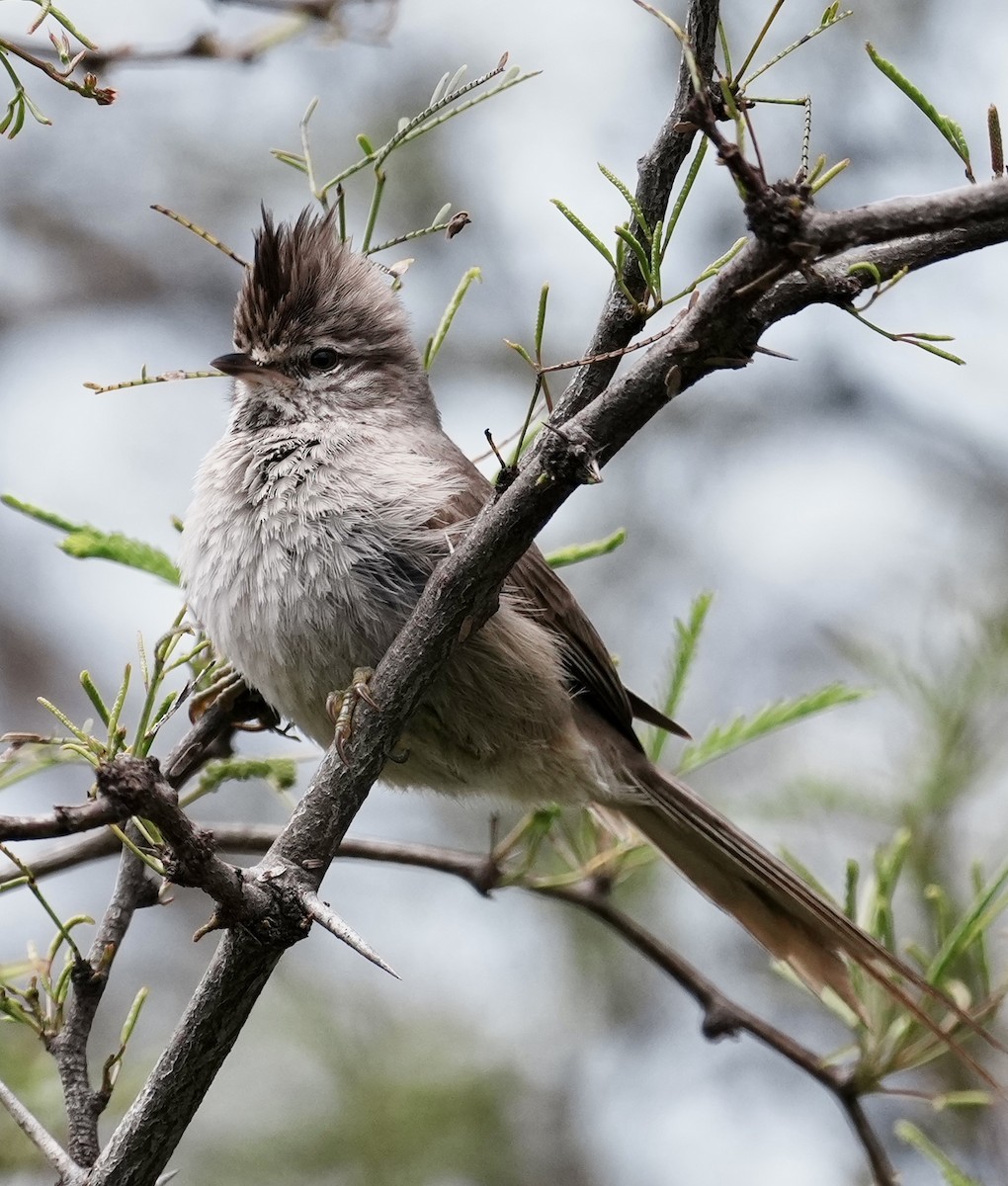 Tufted Tit-Spinetail - ML643158417