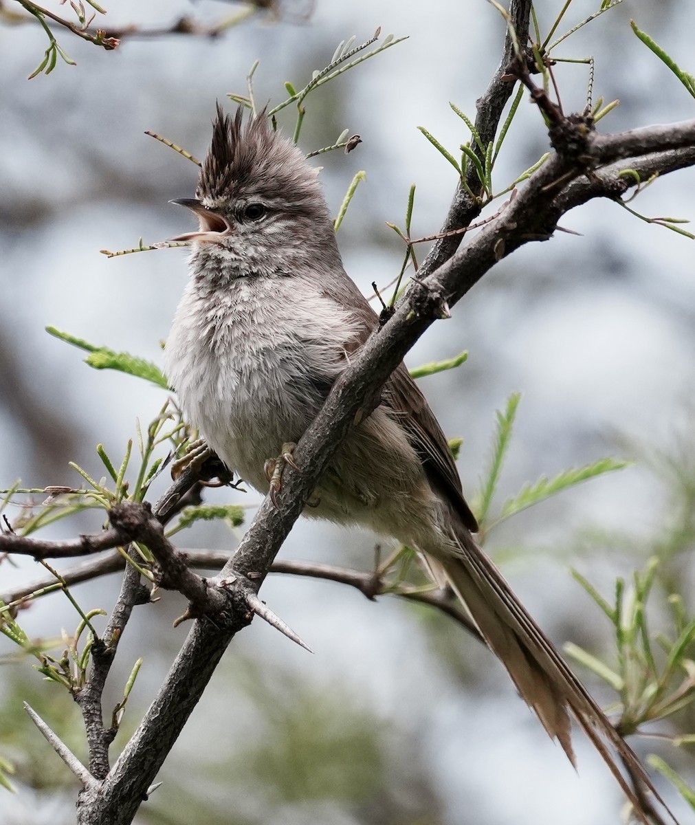 Tufted Tit-Spinetail - ML643158418