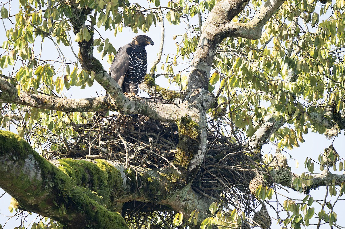 Aigle couronné - ML643158421
