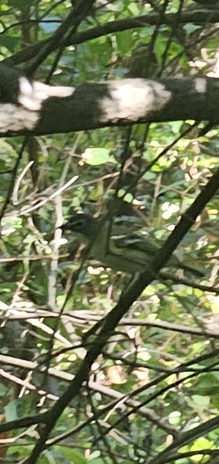 Blue-headed Vireo - ML643158453