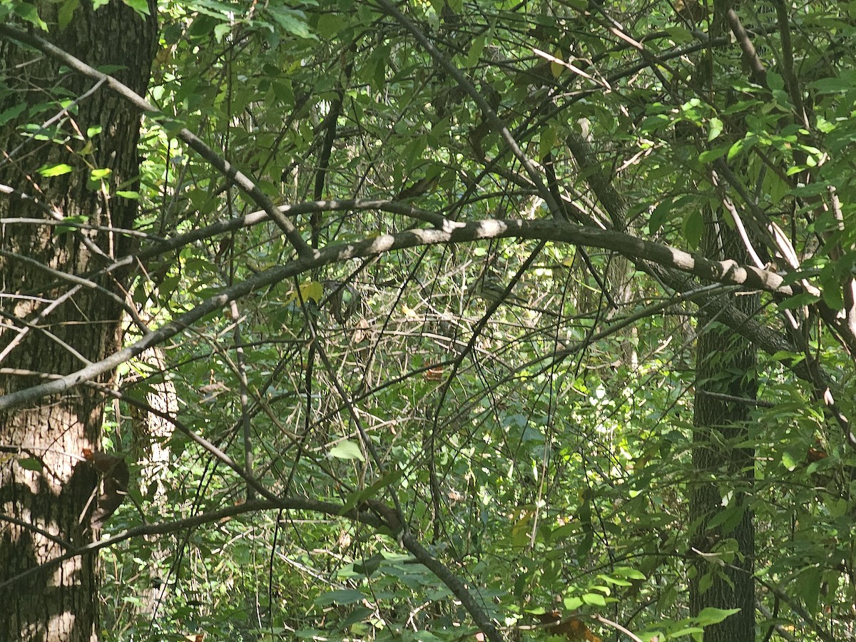 Blue-headed Vireo - ML643158454