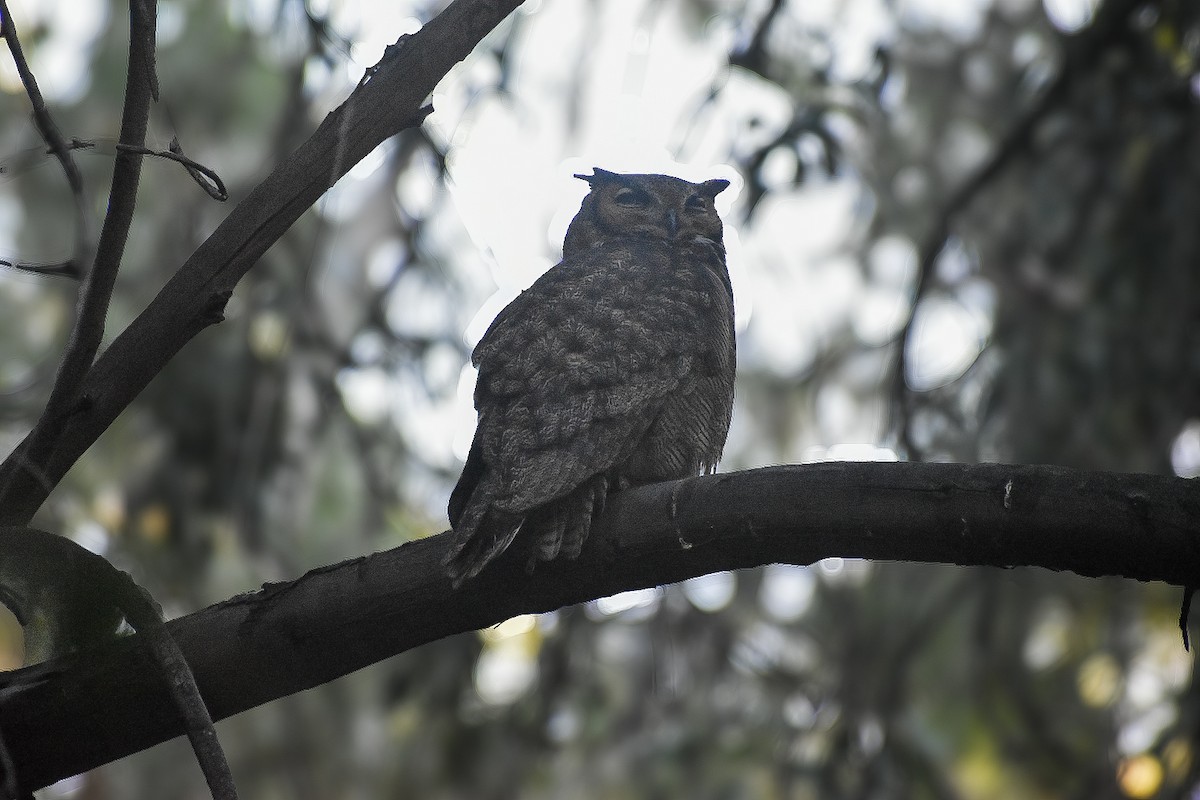 Lesser Horned Owl - ML643158457
