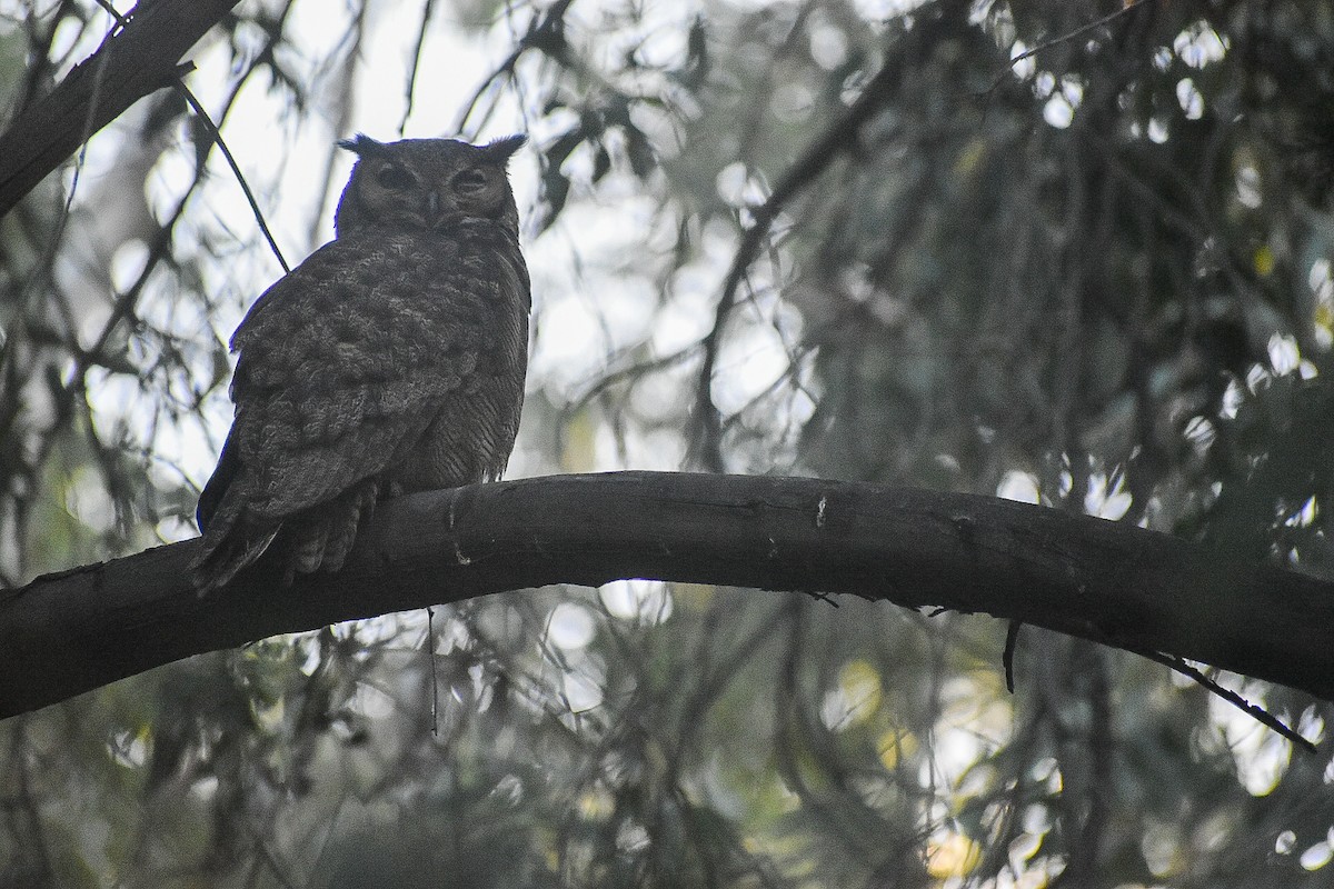 Lesser Horned Owl - ML643158458