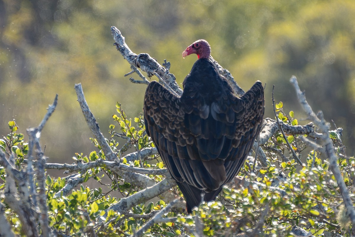 Turkey Vulture - ML643158460