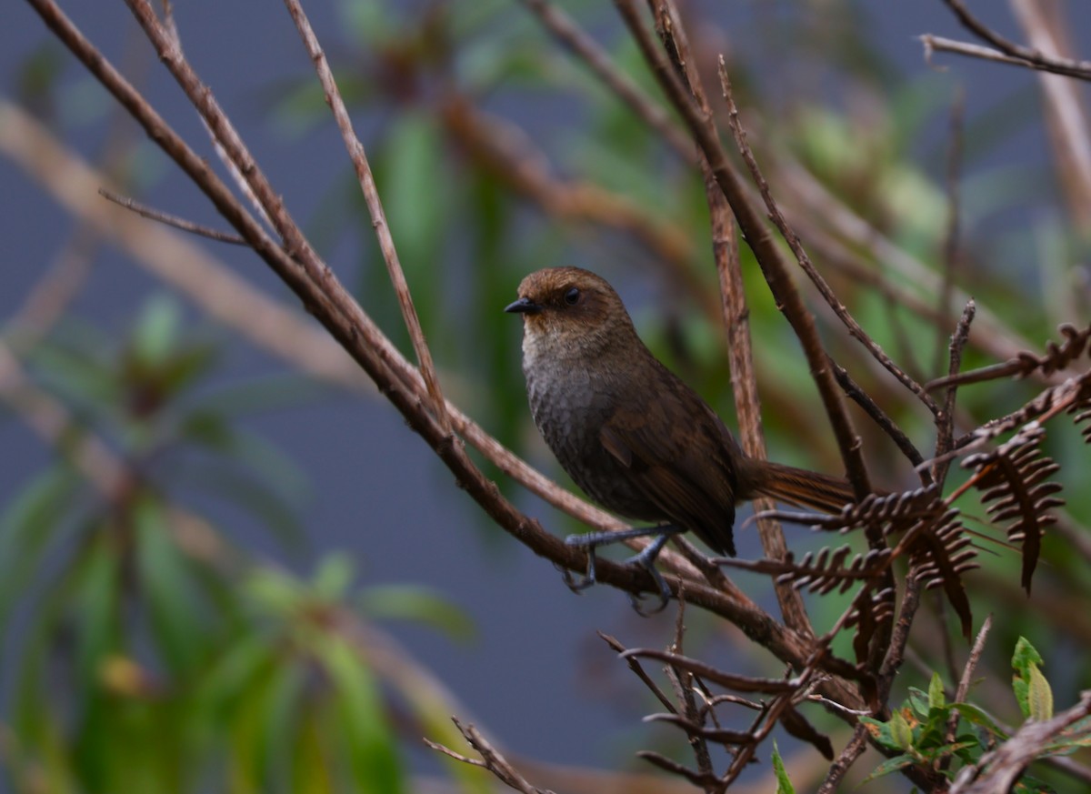 Vilcabamba Thistletail - ML643158469