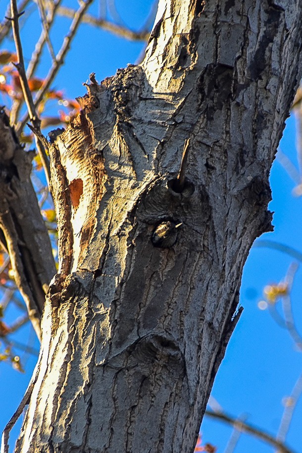 Striped Woodpecker - ML643158470