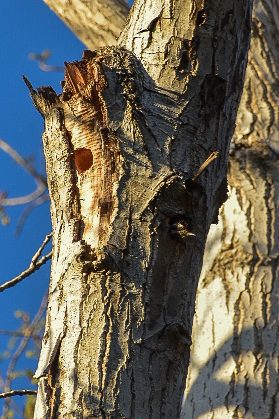 Striped Woodpecker - ML643158471