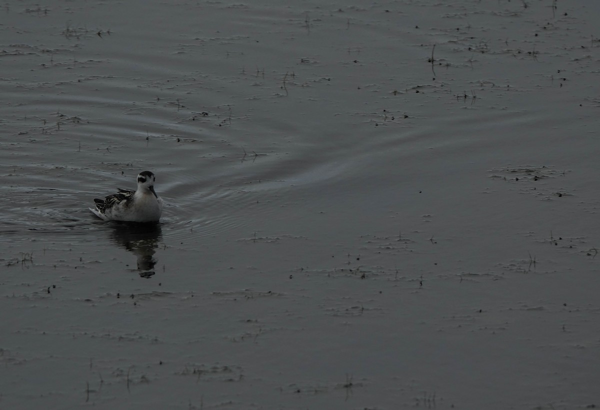 Red-necked Phalarope - ML643158476