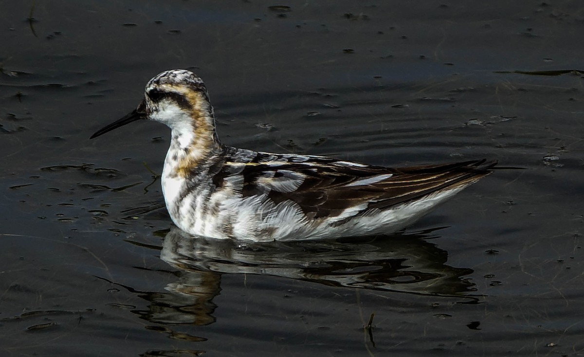 Red-necked Phalarope - ML643158477
