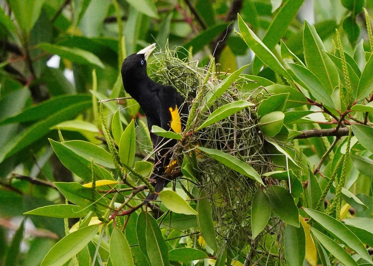 Crested Oropendola - ML643158523