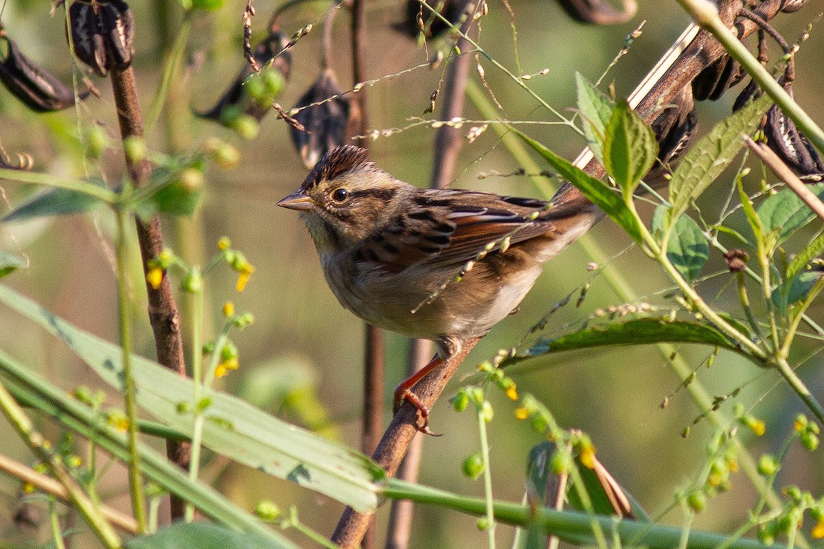 Swamp Sparrow - ML643158531