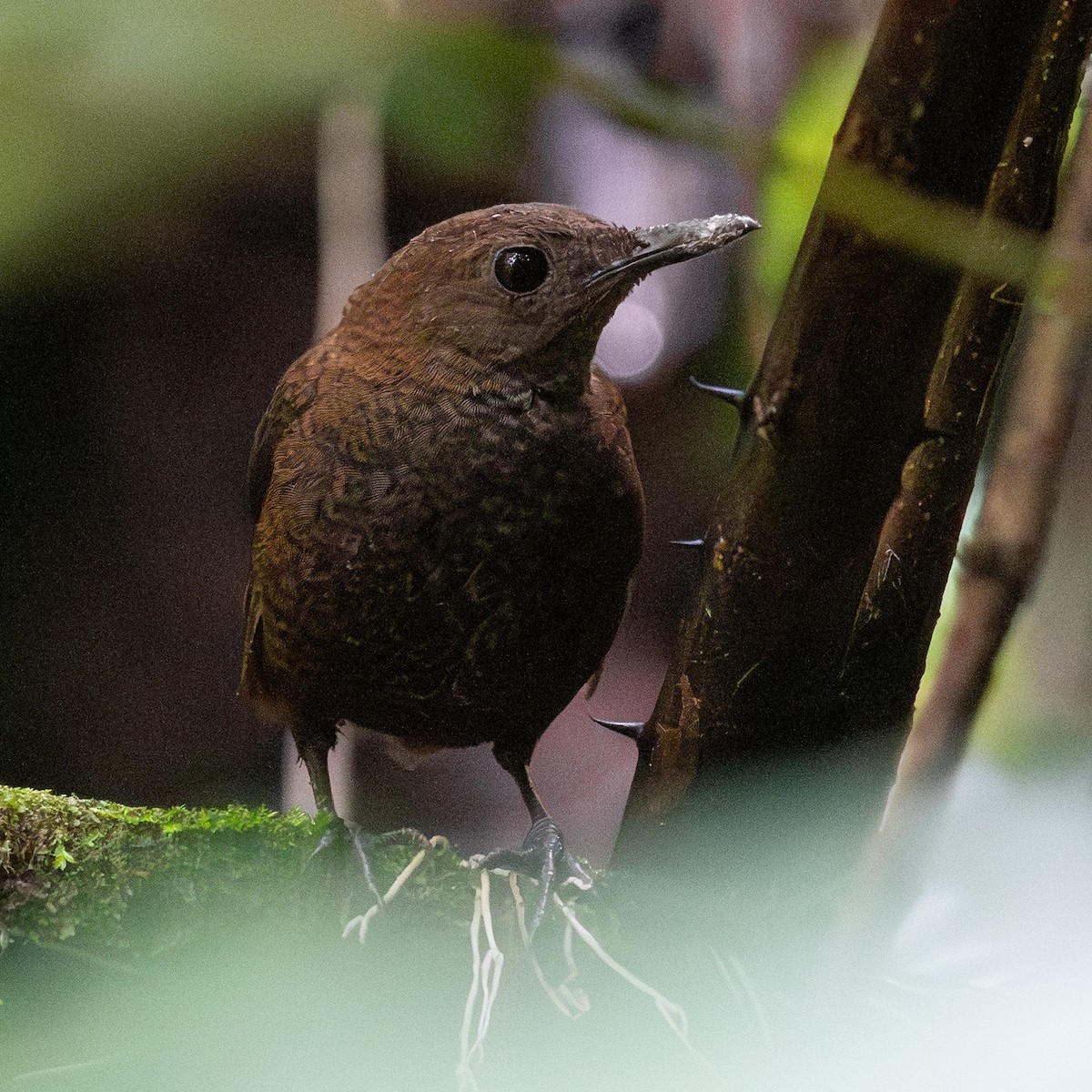 Nightingale Wren - ML643158536