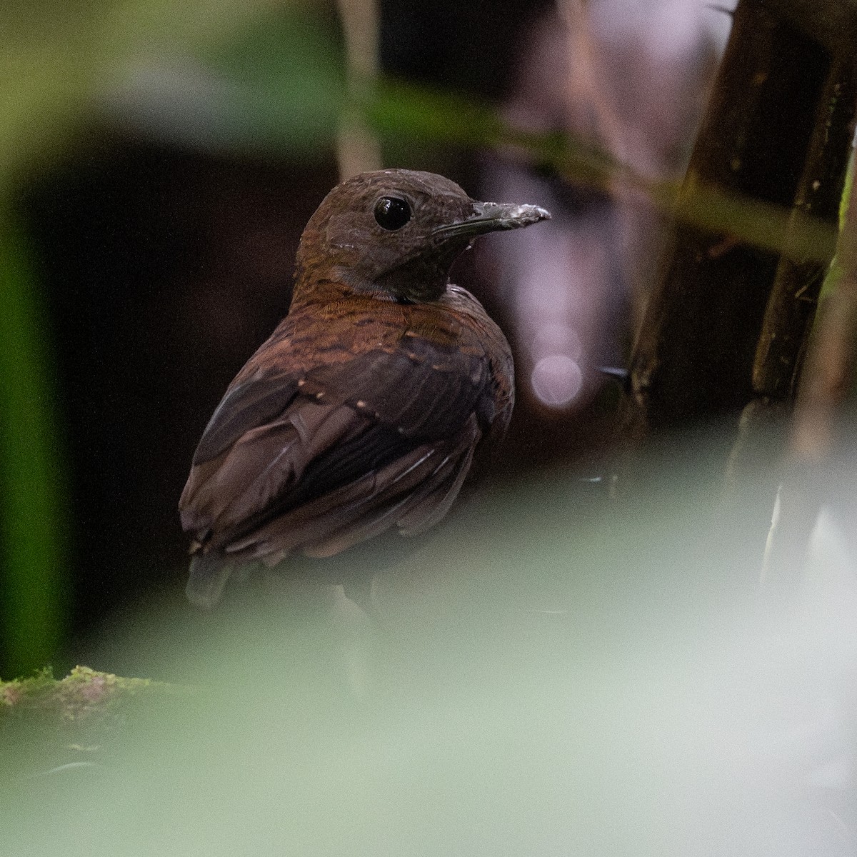 Nightingale Wren - ML643158537
