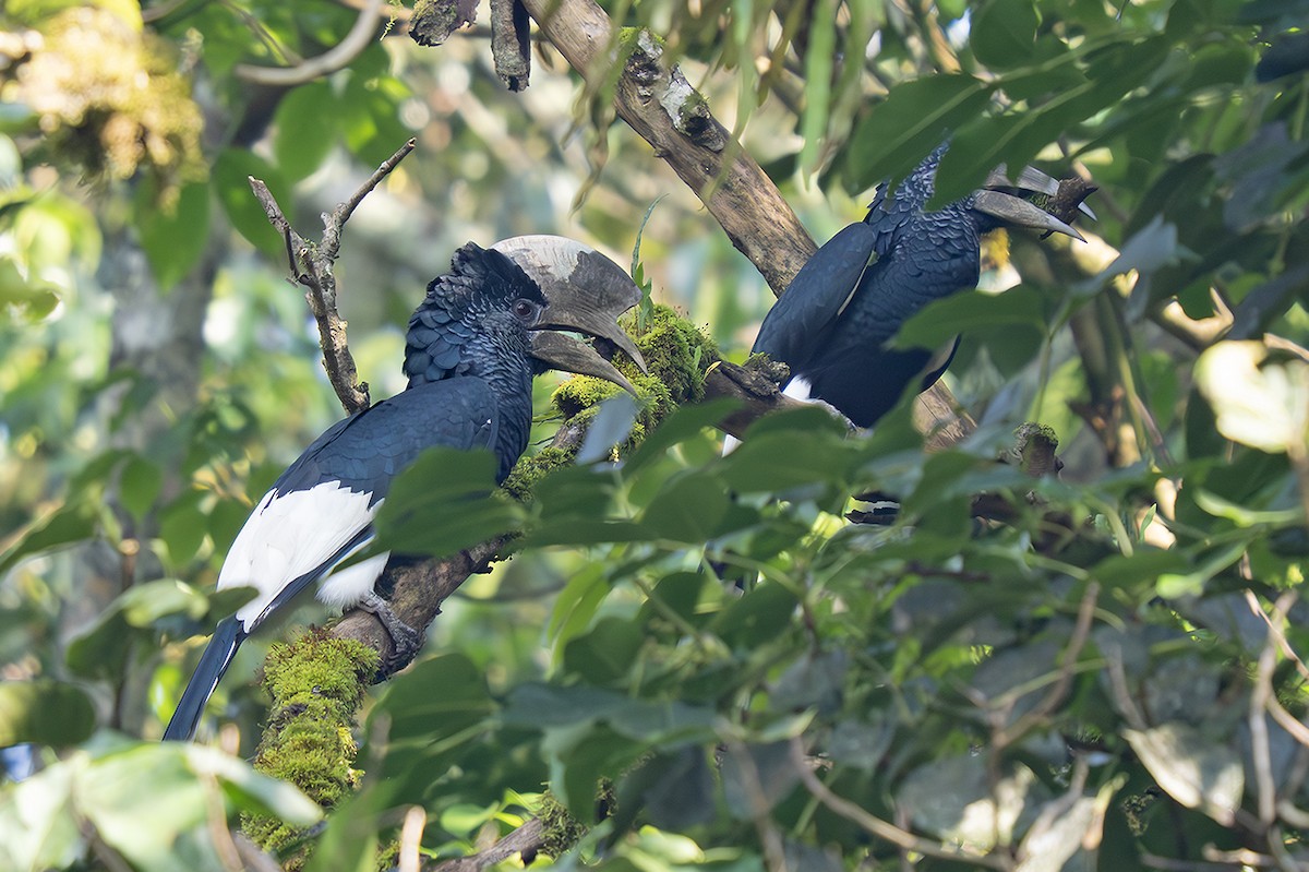 Black-and-white-casqued Hornbill - ML643158538