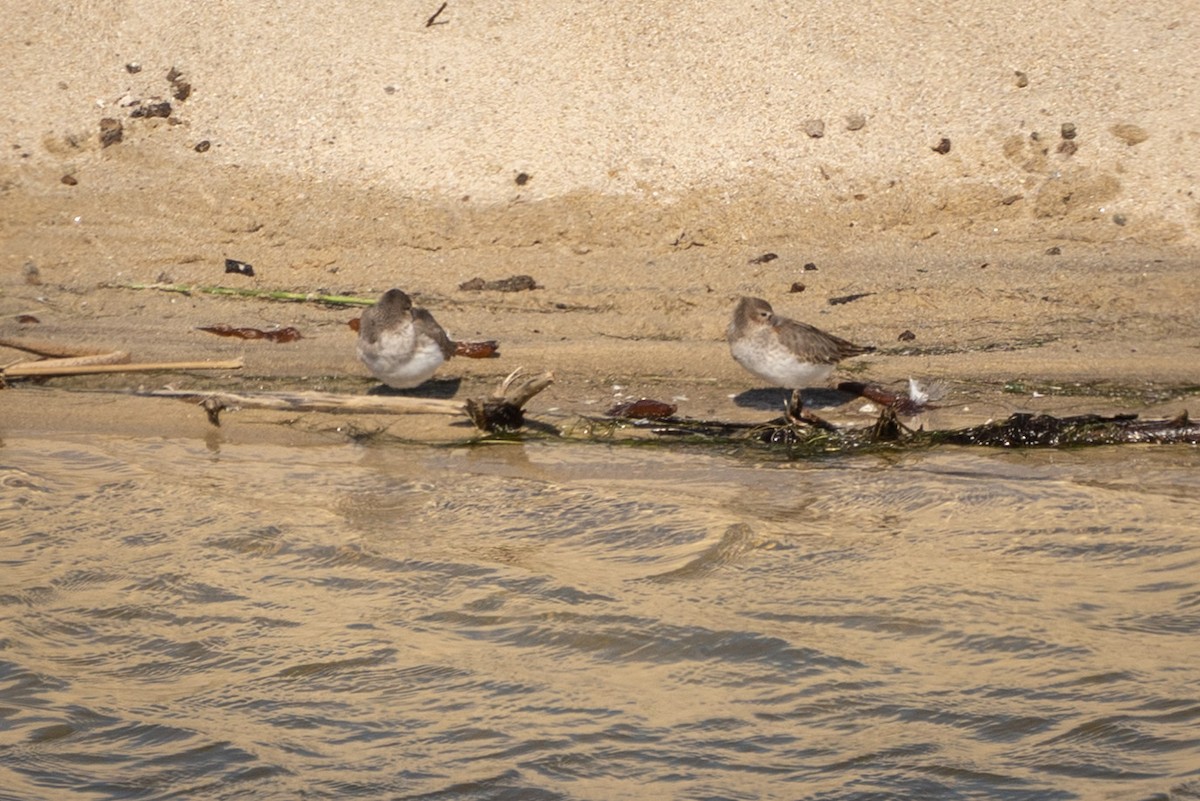Dunlin (pacifica/arcticola) - ML643158548