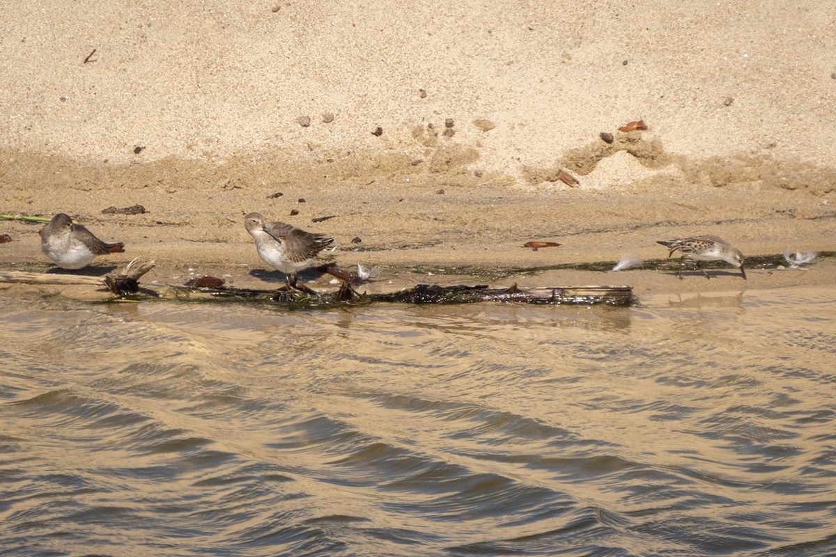 Dunlin (pacifica/arcticola) - ML643158549