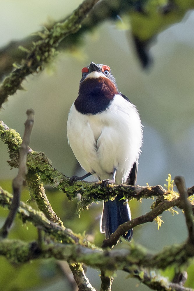 Brown-throated Wattle-eye - ML643158551